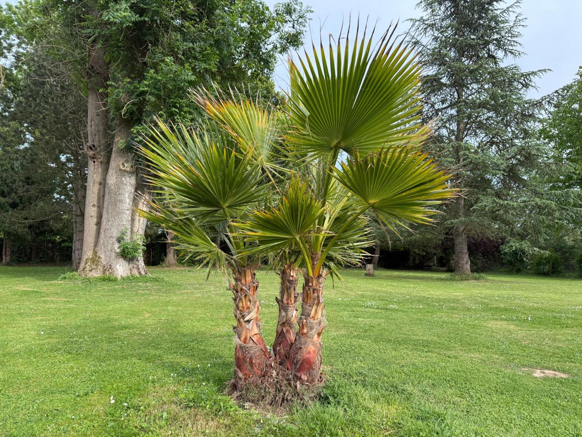 Appartement Familial Au Bord De La Marne, Jardin 8000M2, Piscine, Court De Tennis, Terrasse, Parking Gratuit Proche Disneyland Isles-lès-Villenoy Kültér fotó